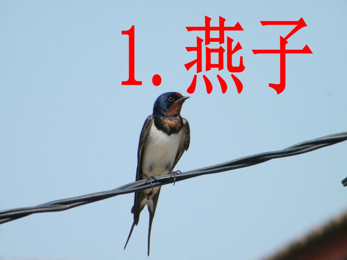 《燕子》PPT课件6
