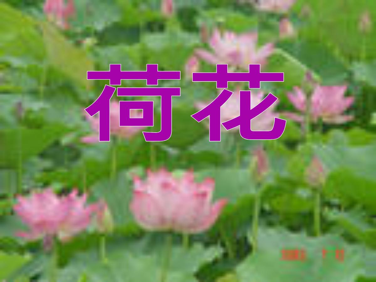 《荷花》PPT课件