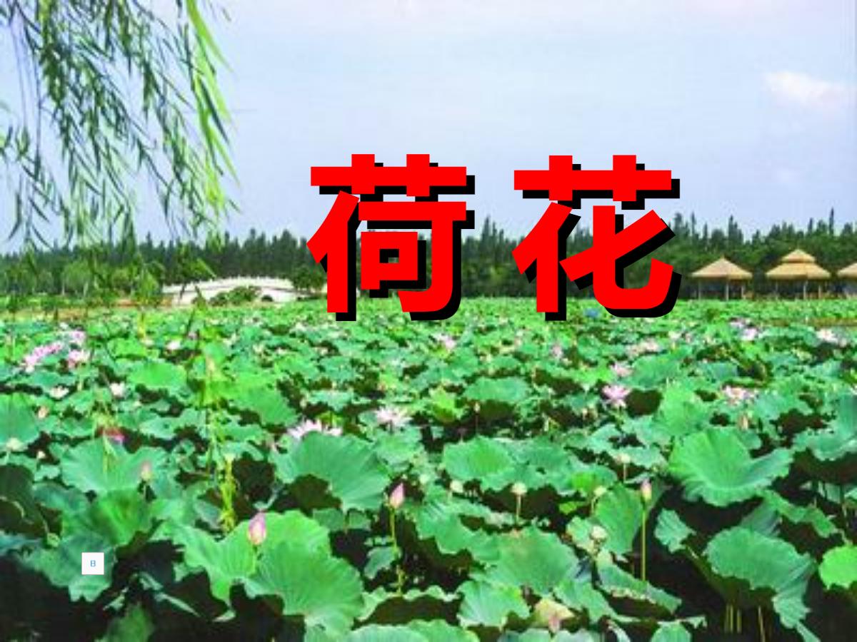 《荷花》PPT课件3