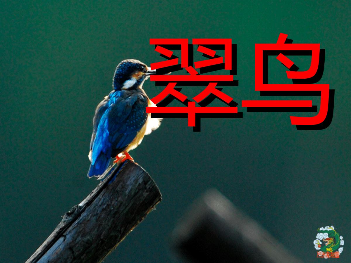 《翠鸟》PPT课件下载5