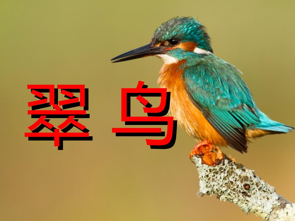 《翠鸟》PPT课件下载6