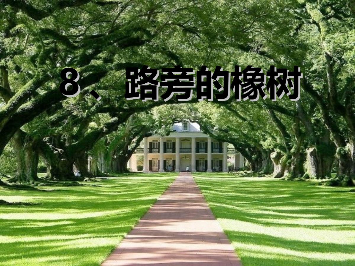 《路旁的橡树》PPT课件2