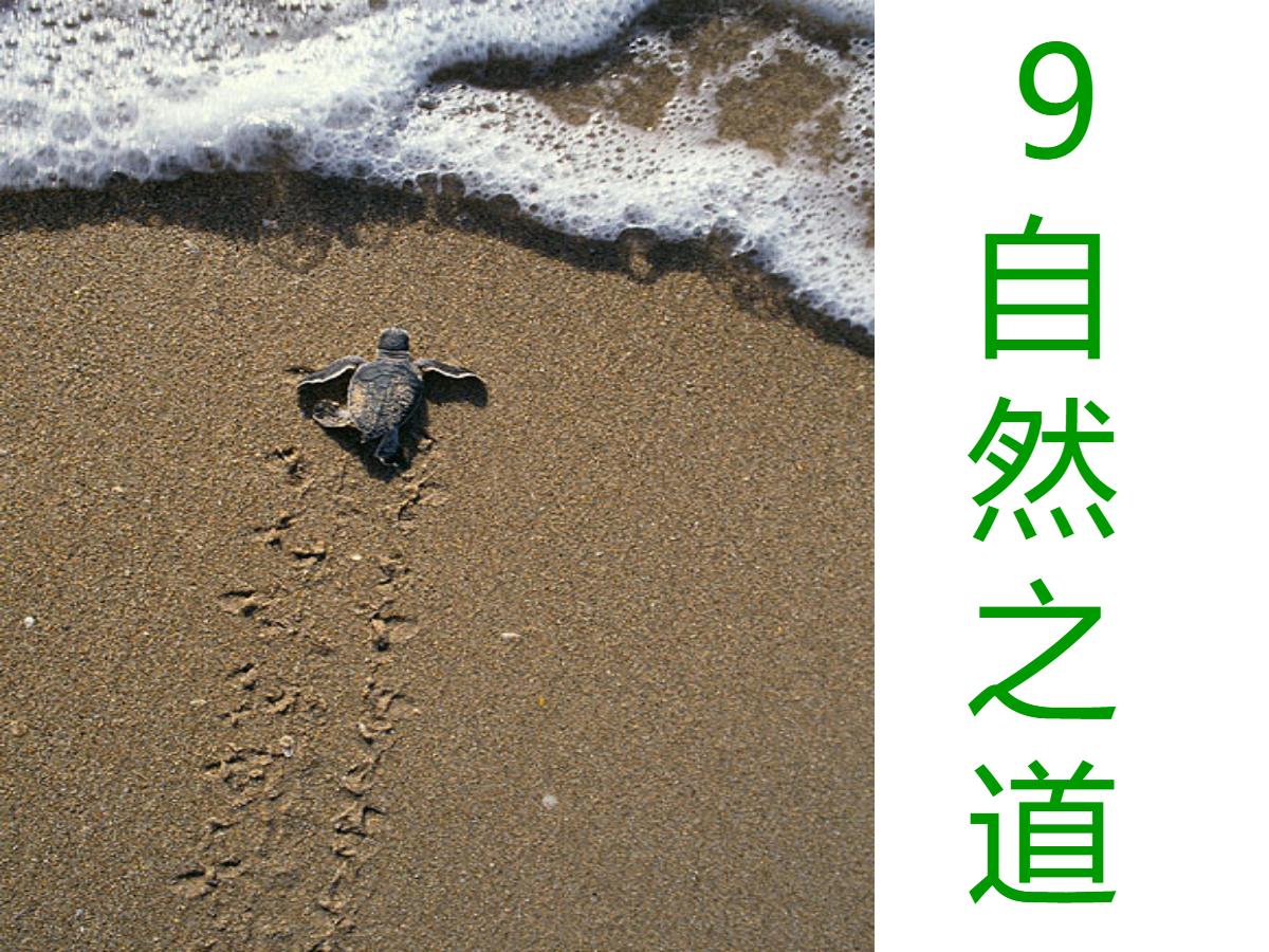 《自然之道》PPT课件4