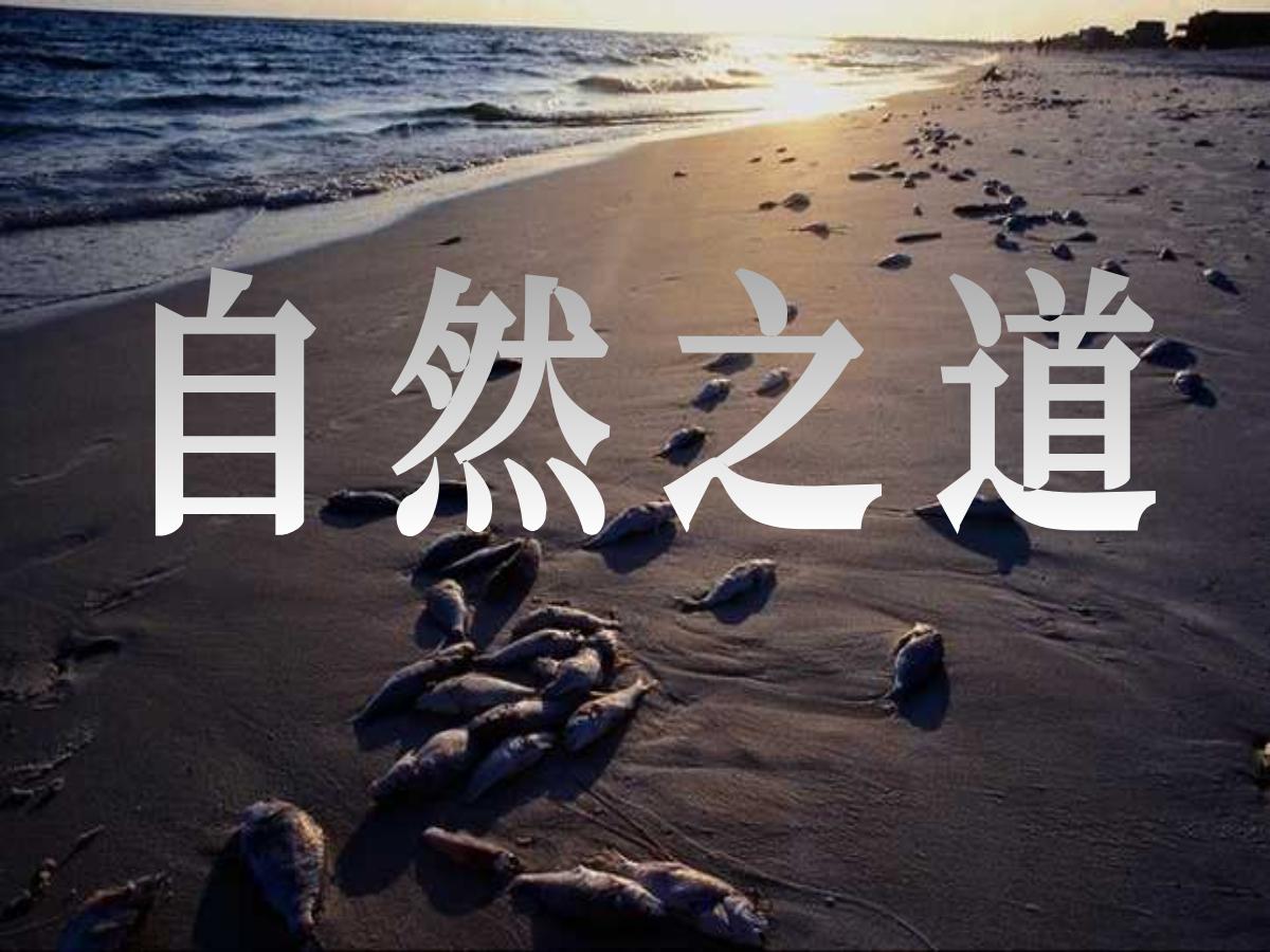 《自然之道》PPT课件5