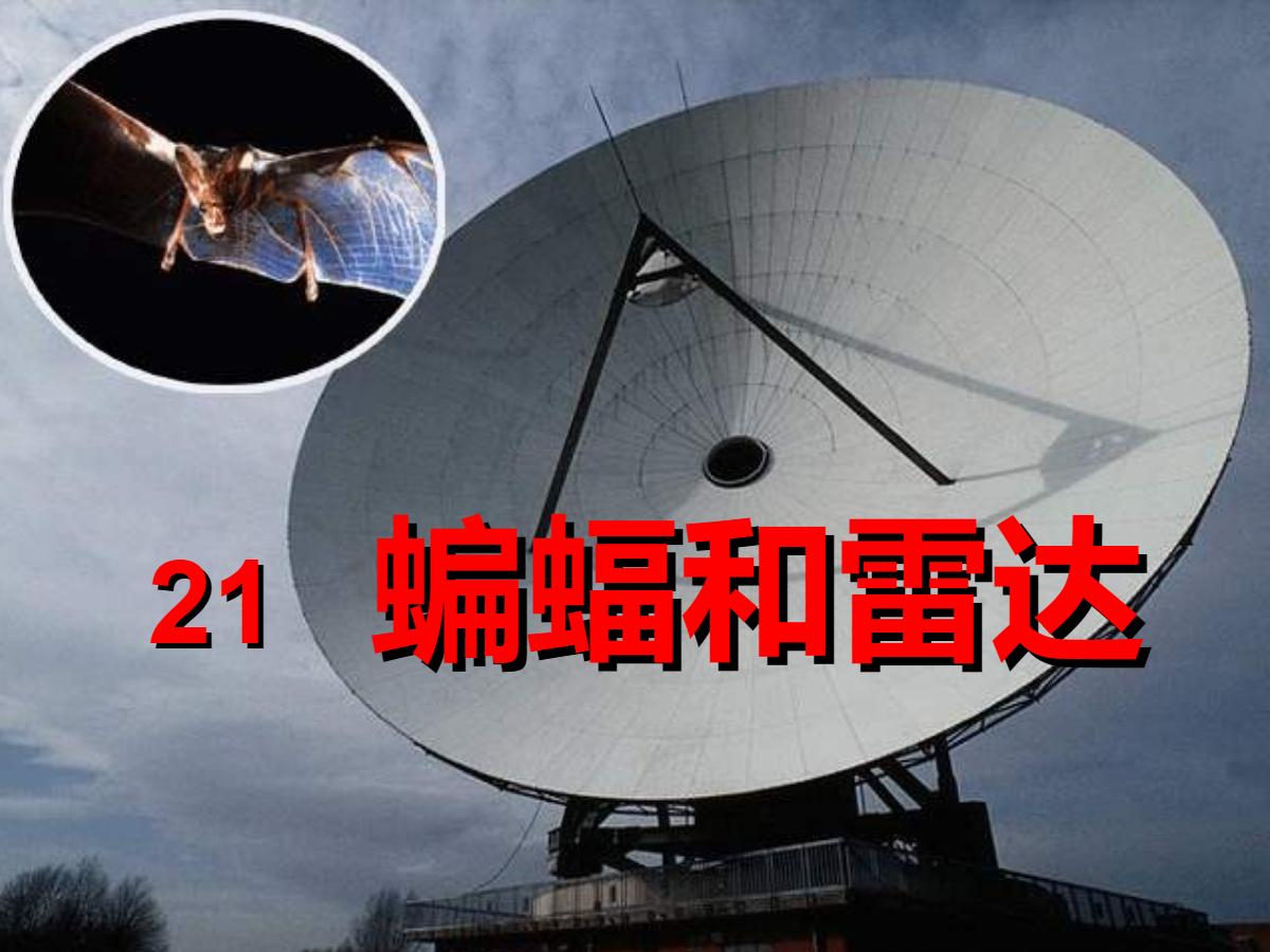 《蝙蝠和雷达》PPT课件3