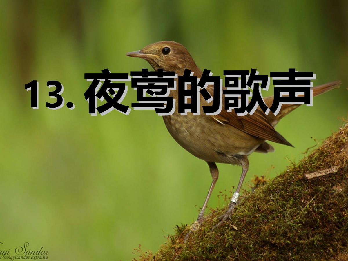 《夜莺的歌声》PPT课件3