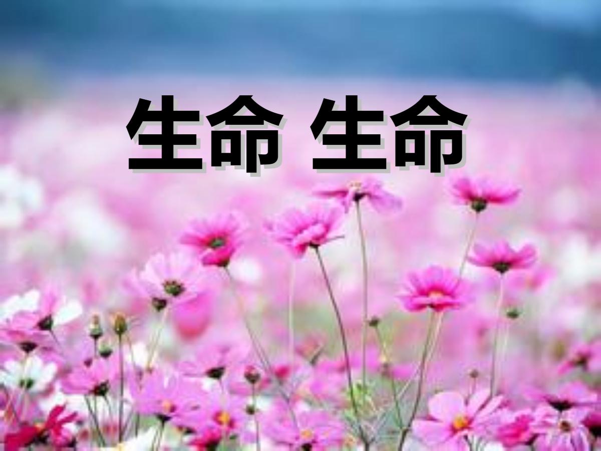 《生命生命》PPT课件3