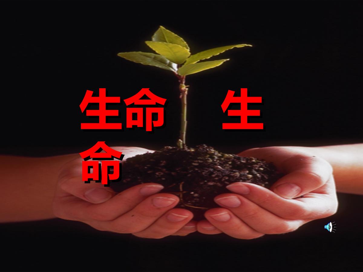 《生命生命》PPT课件8