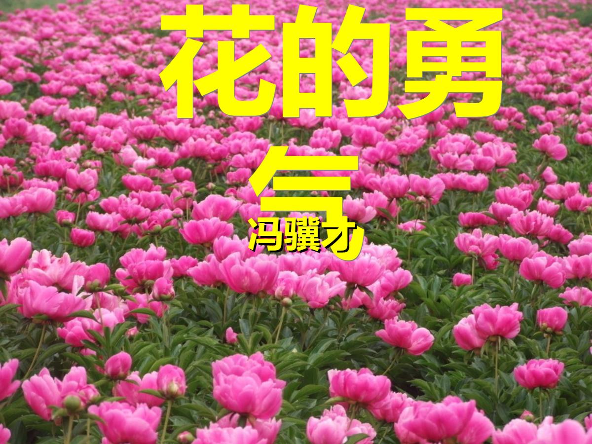 《花的勇气》PPT课件3