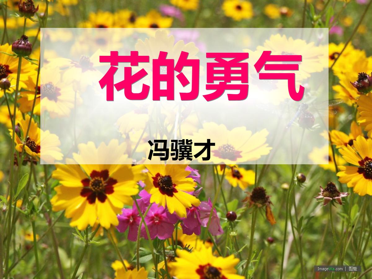 《花的勇气》PPT课件4