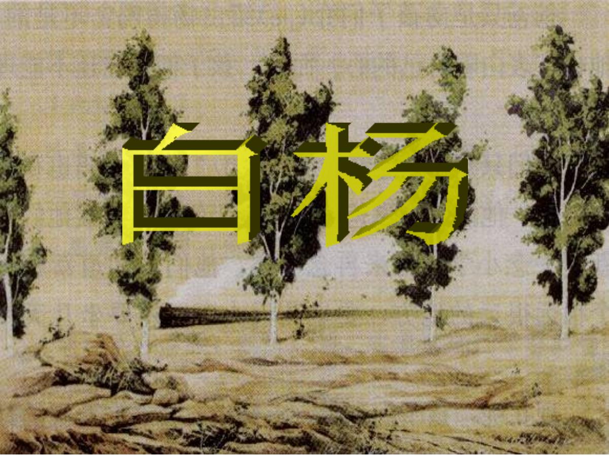 《白杨》PPT课件4