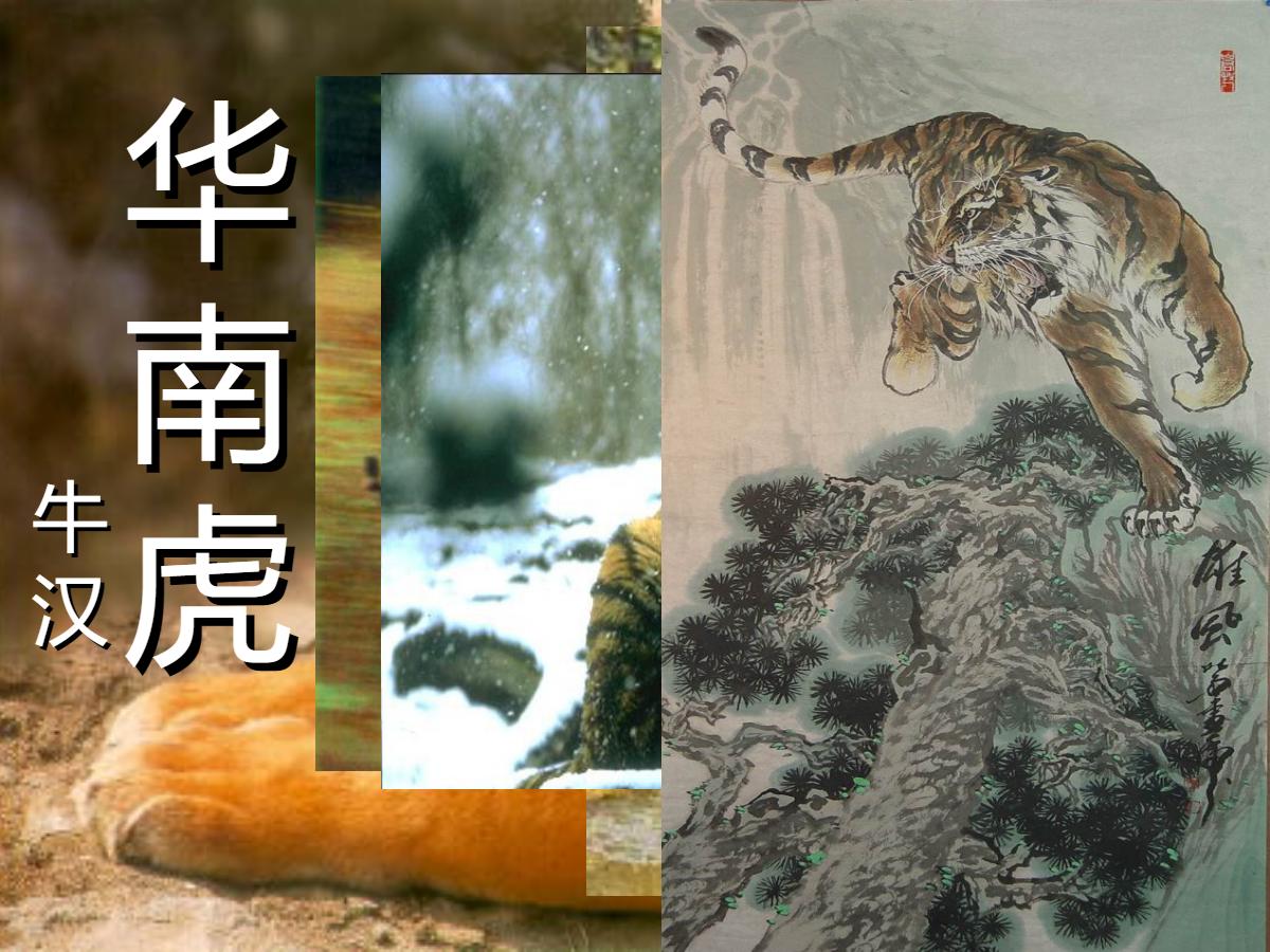 《华南虎》PPT课件