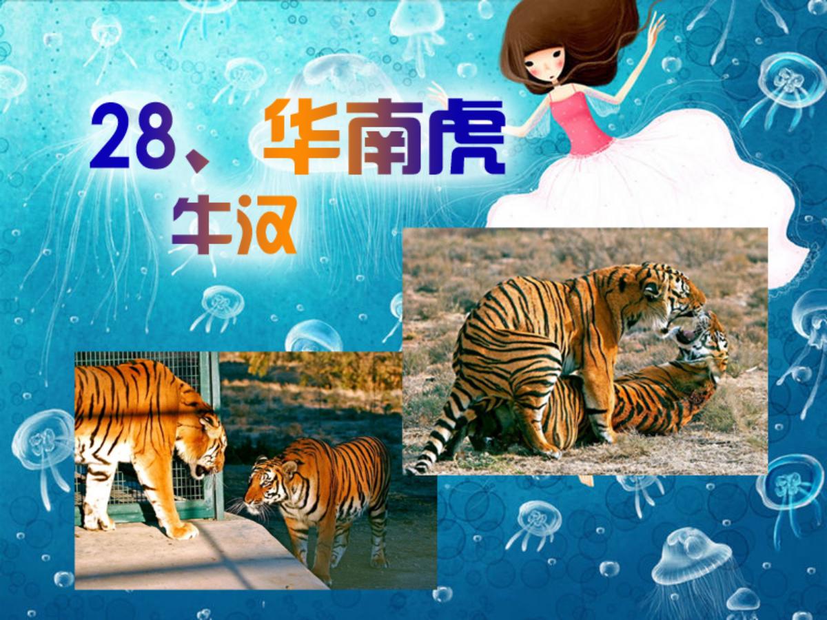 《华南虎》PPT课件2