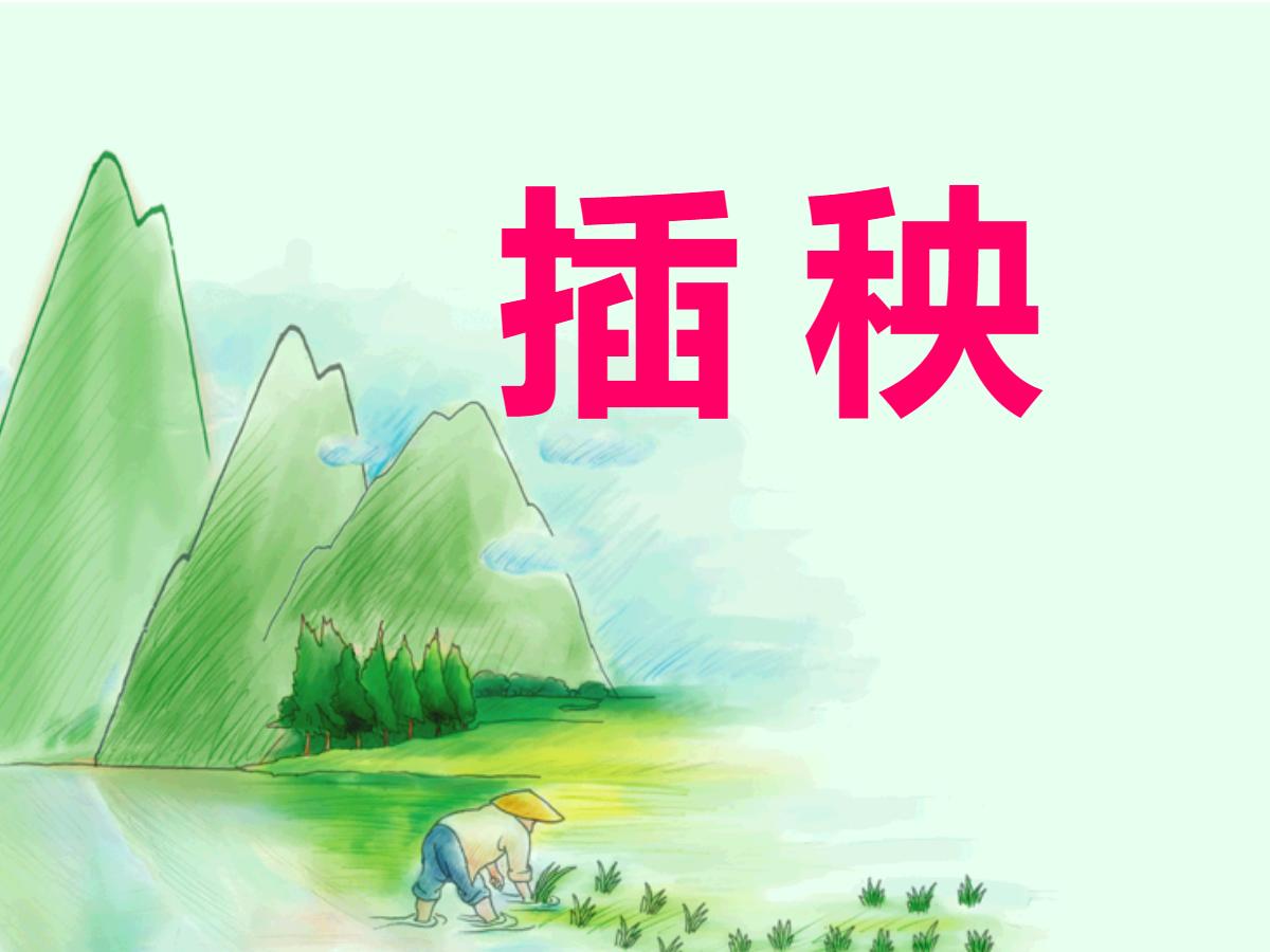 《插秧》PPT课件3
