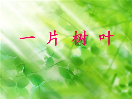《一片树叶》PPT课件3