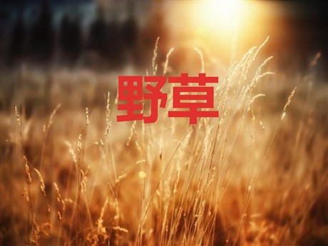 《野草》PPT课件4