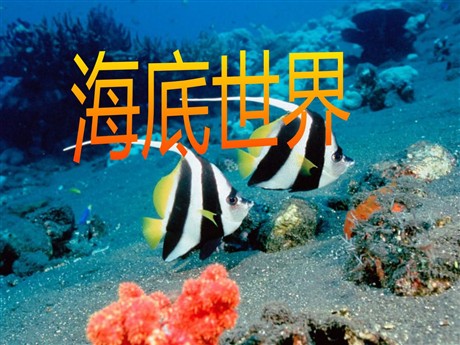 《海底世界》PPT课件5