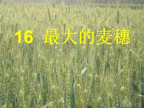 《最大的麦穗》PPT课件4
