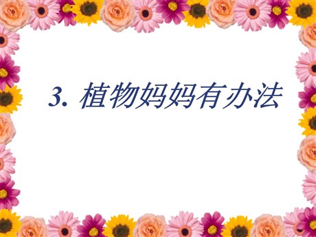 《植物妈妈有办法》PPT课件3