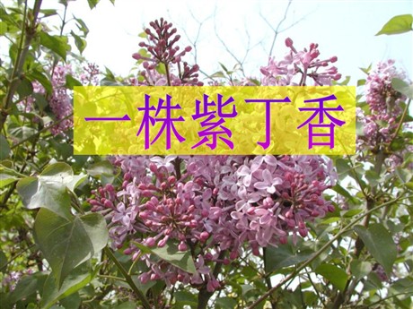 《一株紫丁香》PPT课件2