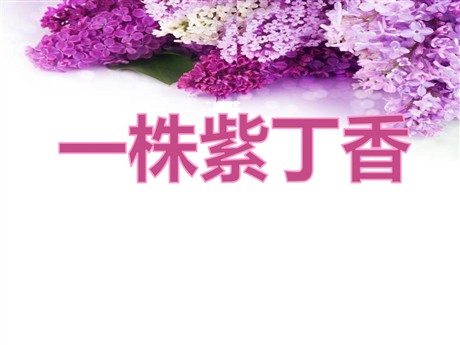 《一株紫丁香》PPT课件4