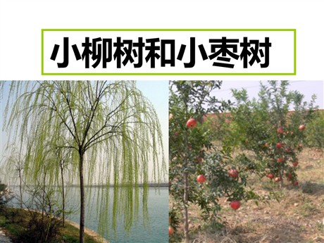 《小柳树和小枣树》PPT课件