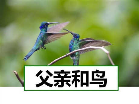 《父亲和鸟》PPT课件2