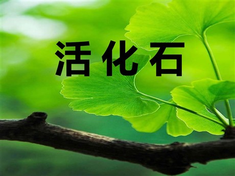 《活化石》PPT课件4