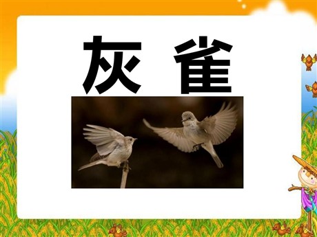 《灰雀》PPT课件