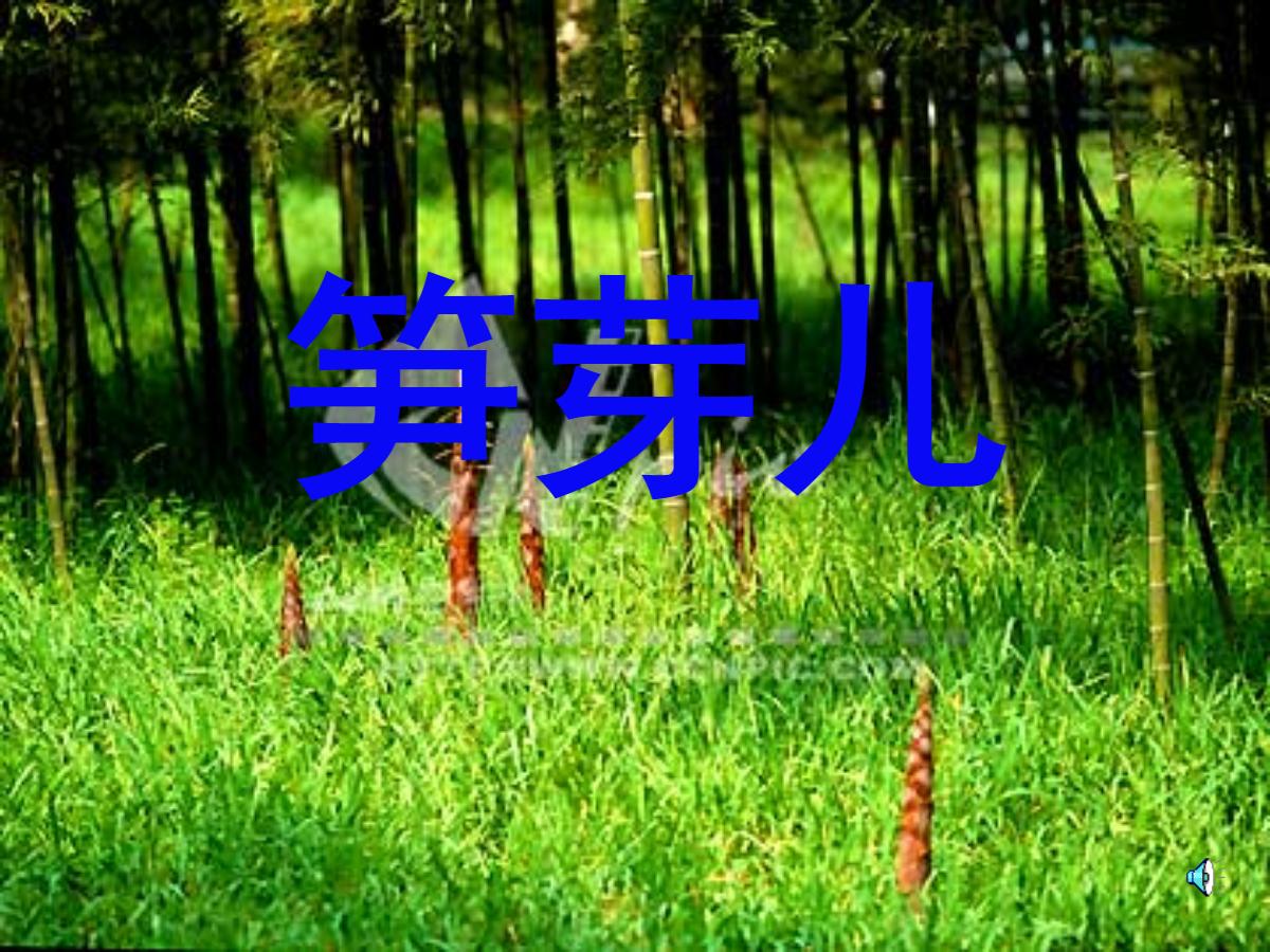 《笋芽儿》PPT课件3