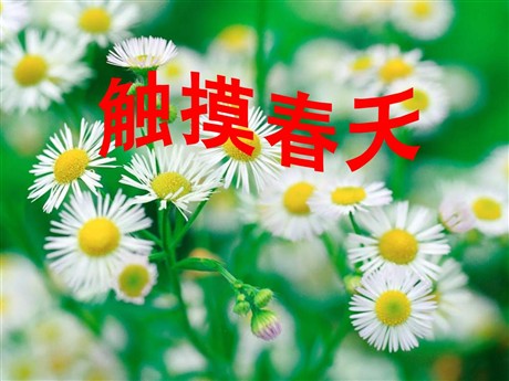 《触摸春天》PPT课件8