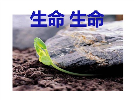 《生命生命》PPT课件9