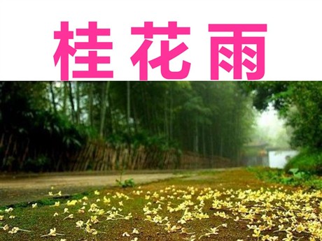 《桂花雨》PPT课件3