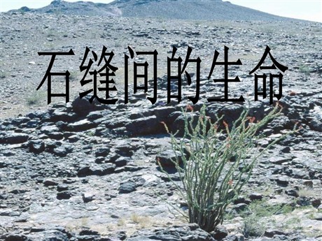 《石缝间的生命》PPT课件3