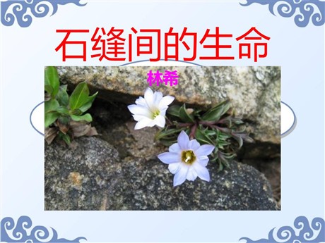 《石缝间的生命》PPT课件5