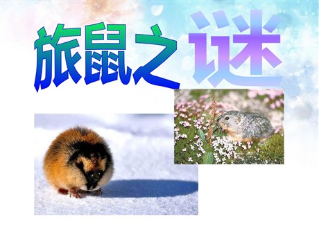 《旅鼠之谜》PPT课件4