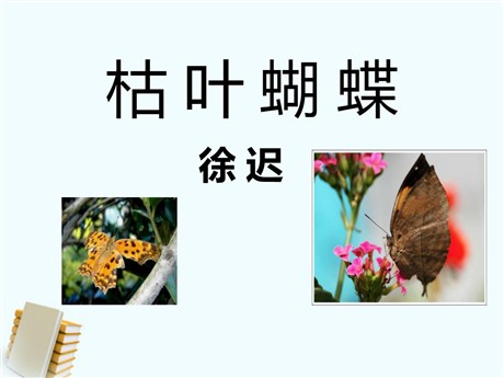 《枯叶蝴蝶》PPT课件