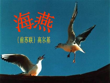 《海燕》PPT课件12
