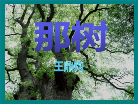 《那树》PPT课件6