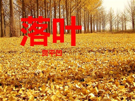 《落叶》PPT课件