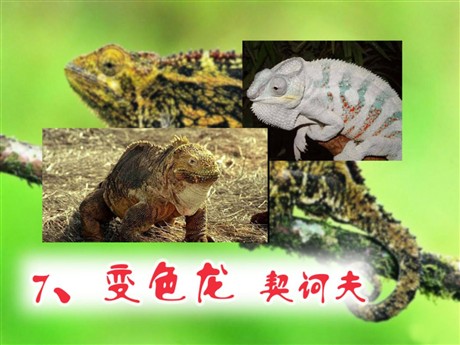 《变色龙》PPT课件5