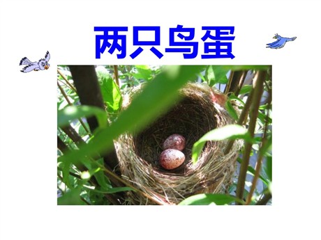 《两只鸟蛋》PPT课件9