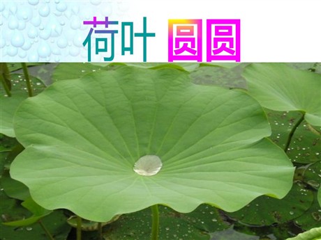 《荷叶圆圆》PPT课件5