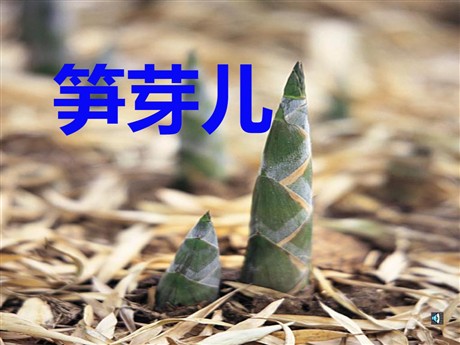 《笋芽儿》PPT课件6