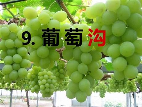 《葡萄沟》PPT课件9
