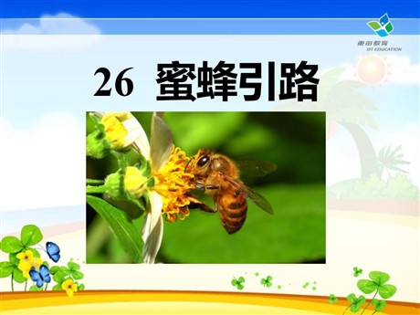 《蜜蜂引路》PPT课件8
