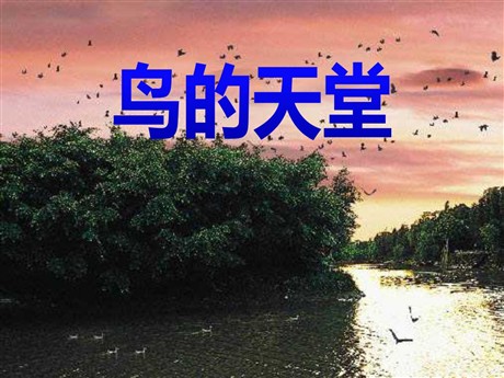 《鸟的天堂》PPT课件2