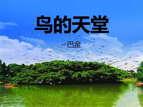 《鸟的天堂》PPT课件4