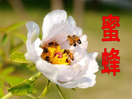 《蜜蜂》PPT课件3