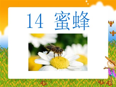 《蜜蜂》PPT课件4